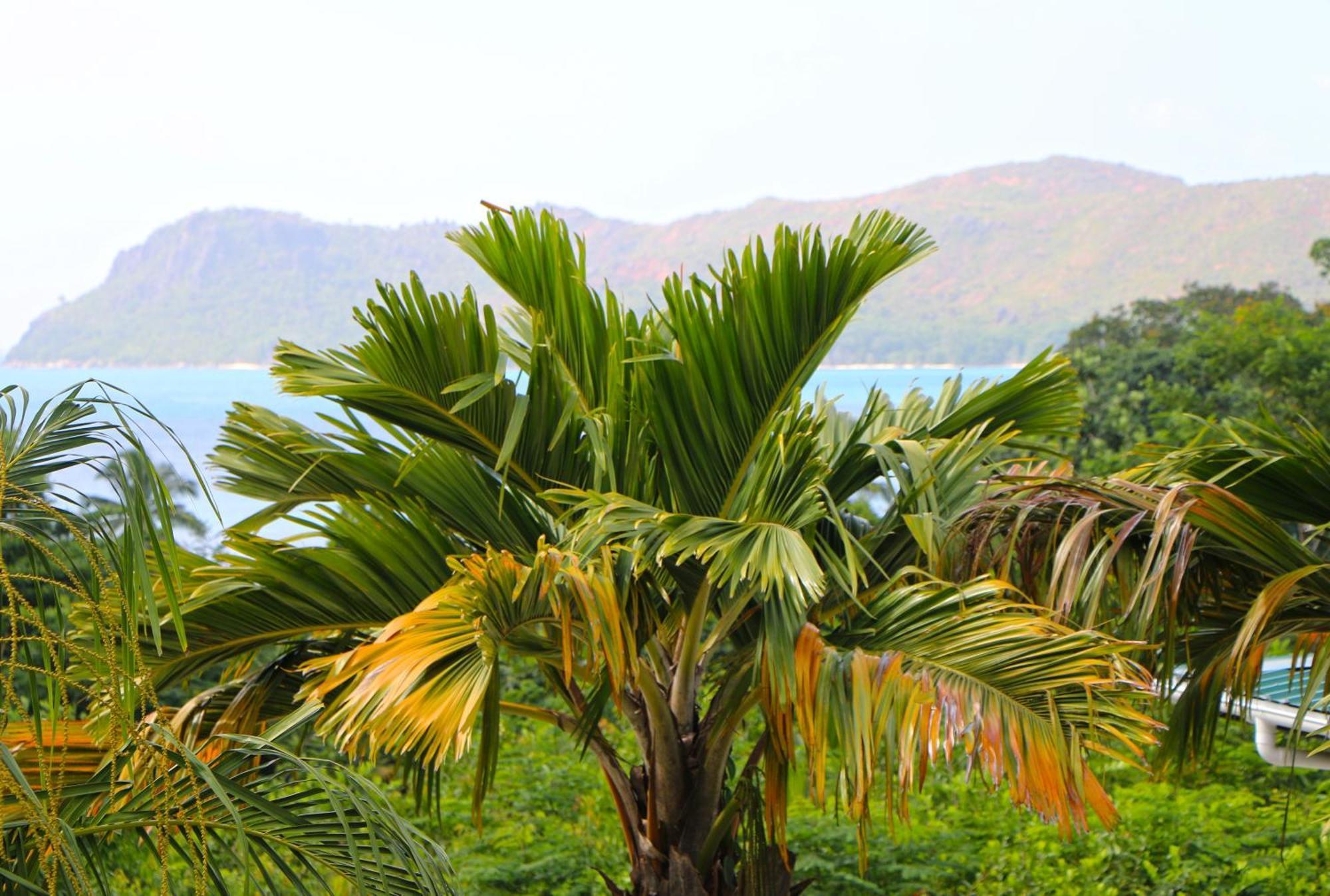 Ferienwohnung Ocean Blue Bay Anse Volbert Village Exterior foto